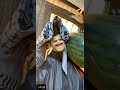 Ш ШЁЩ ЩЃЩ ШЄШ рџ Ј Щ ШґШ ЩѓЩ Ш Щ ЩЉ Ш ШЁЩ ЩЃЩ ШЄШ рџ Ј Щ ШґШ ЩѓЩ Ш Щ ЩЉ