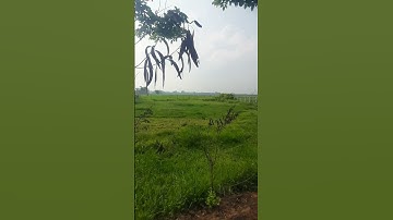 Đất nền Trung Lập Thượng giá rẻ. MT nhựa DT: 1154 m2 có 42 m2 TC/ Nhà Đất Củ Chi 999- Trường Vũ BĐS.