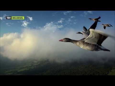 Video: Yaban Kazları, ördekler, Vinçler Nereye Uçar?