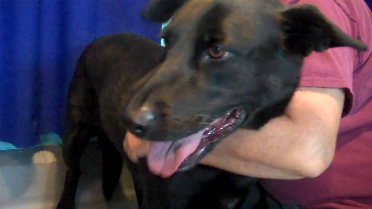 dog adoption mauritius A4824318 Kobe | German Shepherd/Labrador Retriever Mix