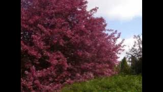 Aranjuez mon amour / Instrumental