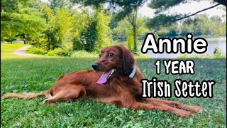 Annie | 1 year | Irish Setter | Impulse Control | Off Leash Obedience