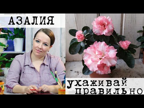 Комнатное растение Азалия или Рододендрон - уход в домашних условиях.