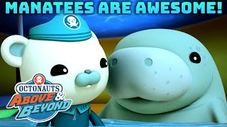 Octonauts: Above & Beyond - 🦭 Manatee Rescue Operation ⛑️ | Compilation | @OctonautsandFriends​ by Octonauts and Friends 24,158 views 1 month ago 12 minutes, 12 seconds