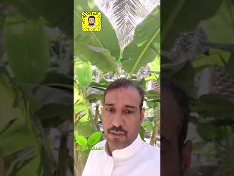 برنامج تسميد النخيل مجرب ونتائجه مذهله