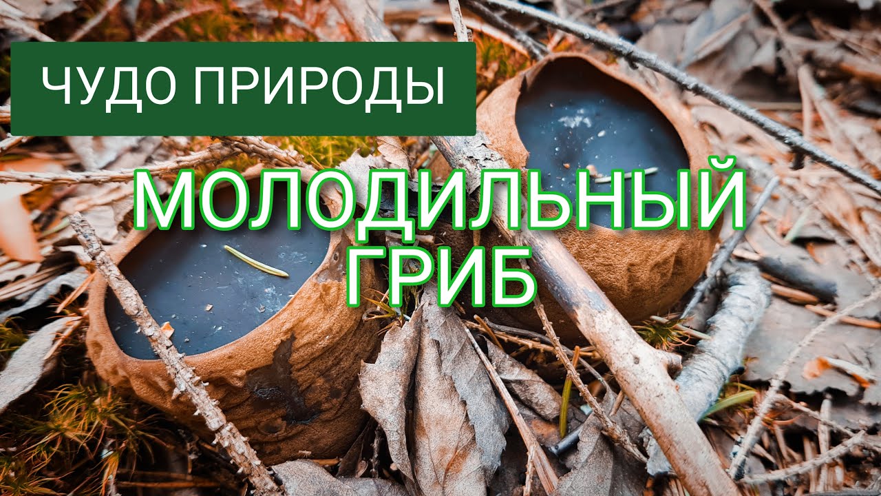 Молодильный гриб, саркосома... - YouTube