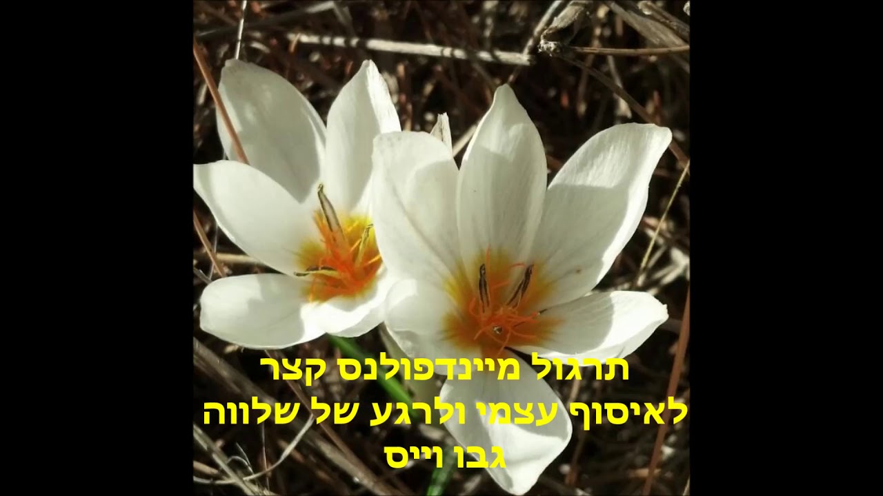 תרגול מיינדפולנס קצר לרגע של שלווה