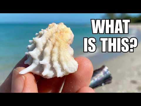 What can you find on Florida islands? Shells, critters and time well spent exploring some islands!