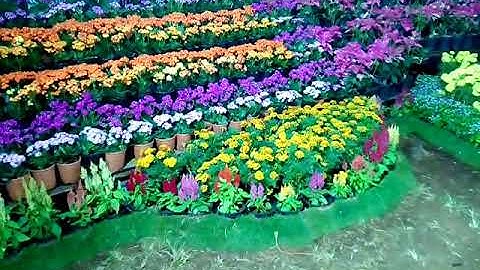 Pushpolsavam - 2020 by Horticultural Society Thrissur.