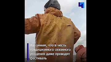 В Ленобласти идет сезон корюшки