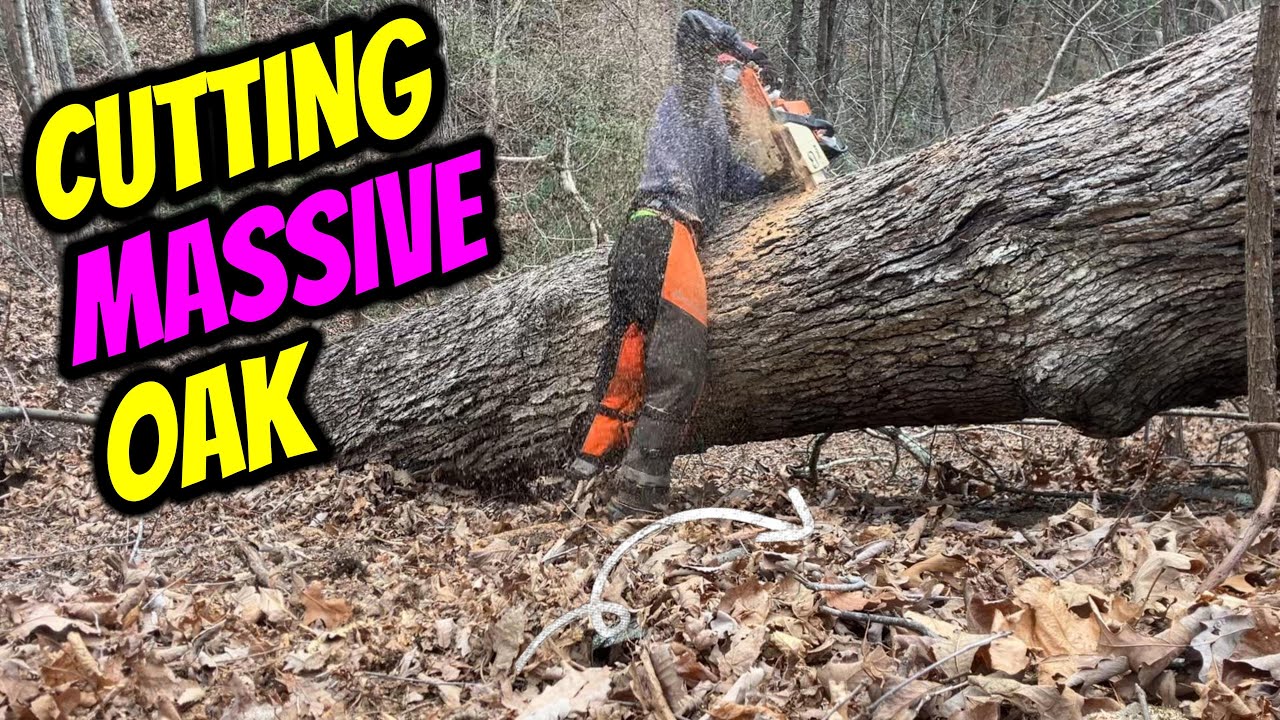 Cutting Massive Oak with my Stihl MS250 with 16" bar - YouTube