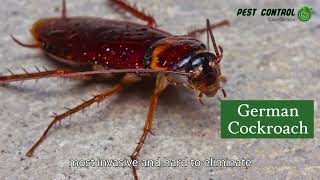German Cockroaches & How to Get Rid of Them FAST!