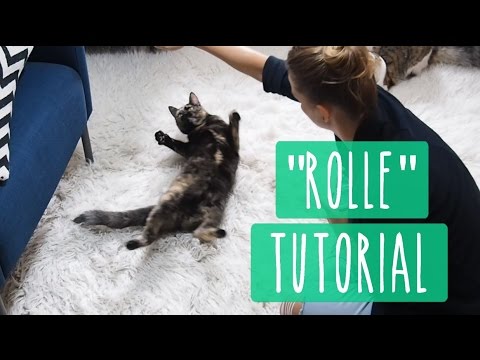 Video: Schritt-für-Schritt-Anleitung, um einer Katze das Drehen beizubringen