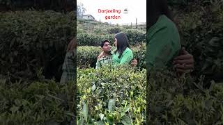 Darjeeling West Bengaltea Garden 