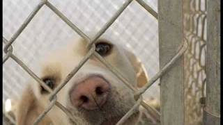 Save a Life & Adopt a Pet