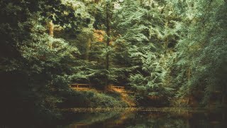 🌳 4K - Relaxing Nature Sounds, Forest Sounds, Bird Song