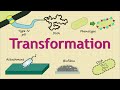 Bacterial Transformation: Genetic Uptake & Integration