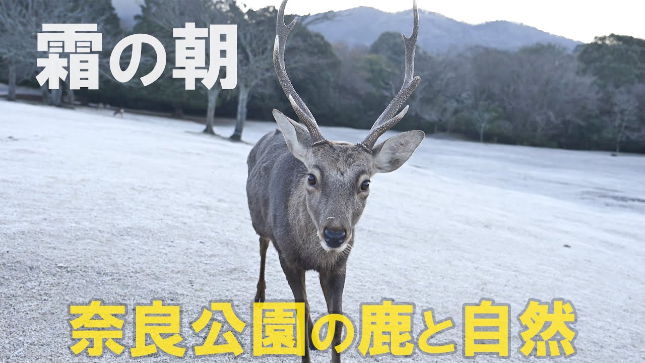 【奈良公園の鹿と自然】霜の朝と鹿さん