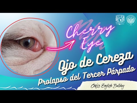 Video: Protuberancia Del Párpado ('ojo De Cereza') En Los Gatos