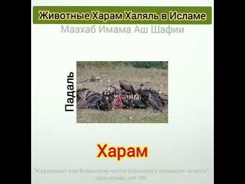ХАЛЯЛЬ И ХАРАМ МЯСО В ИСЛАМЕ - YouTube