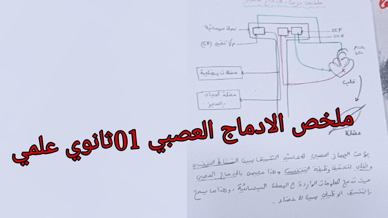 ملخص شامل حول الادماج العصبي للسنة الاولى ثانوي علمي في العلوم الطبيعية