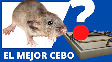 ¿Cuál es el mejor cebo para matar ratones?