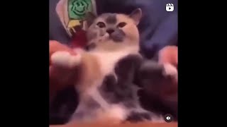 The Opps Forced Him To Do A Silly Dance [Super Mario World Style Remix]