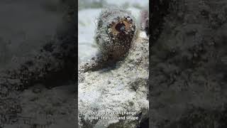How Octopuses Escape Almost Anything – Masters of Disappearing! 🐙” #nature #sealife #animals