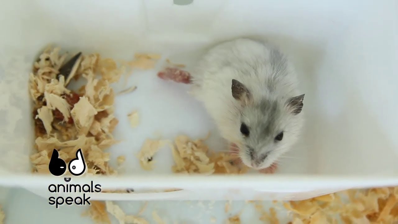 Animals Speak [by Mahidol] ทันตกรรมสุนัข และ เรื่องของหนูๆ