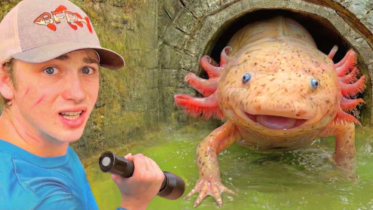 Pronašao sam aksolotle u skrivenom tunelu!