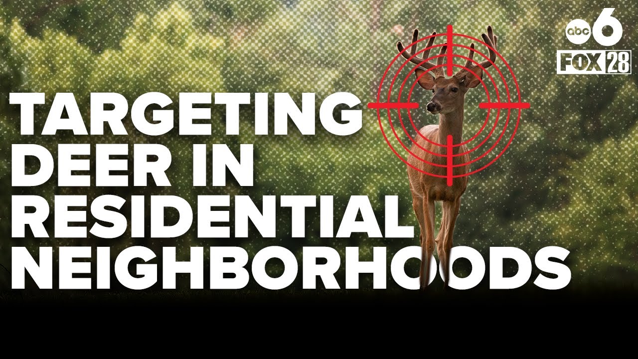 Sharpshooters to target deer in Ohio residential neighborhoods in January