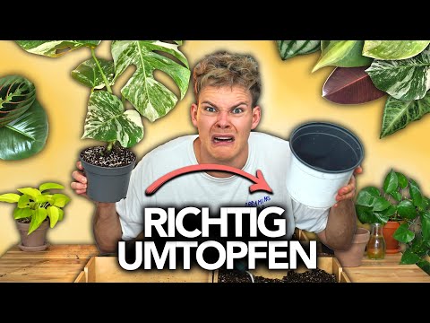 Video: Wie man Yucca-Welpen umtopft