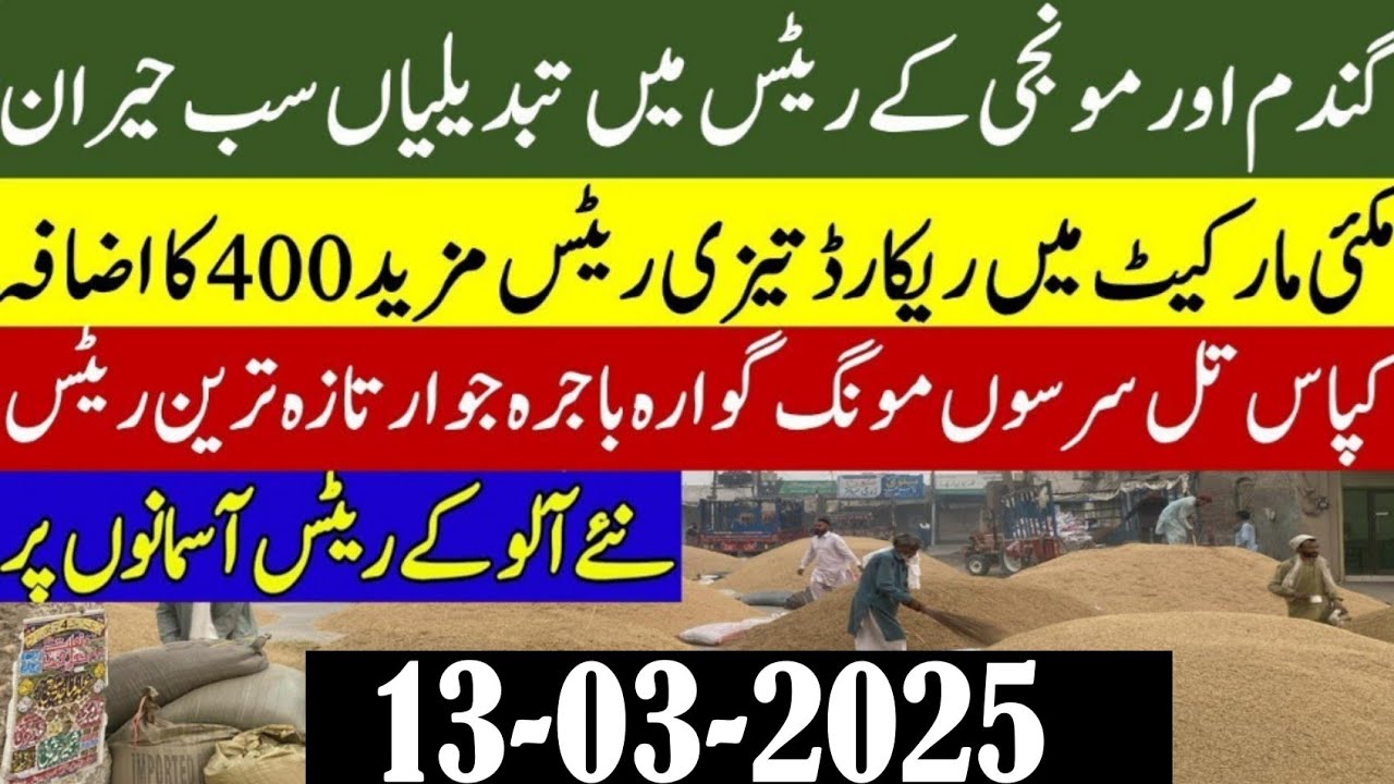 Good New wheat price today/Wheat future price 2025/new Munji Sindh ...