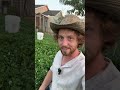 Why You Should Grow A Clover Lawn
