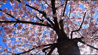 In the Shade of Cherry Blossoms | Bird Sounds in a Park