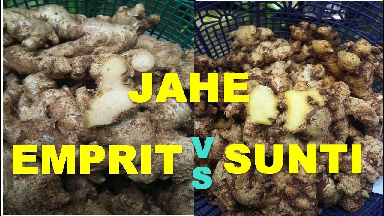 Perbedaan Jahe Sunti Dan Jahe Emprit Part 2 YouTube