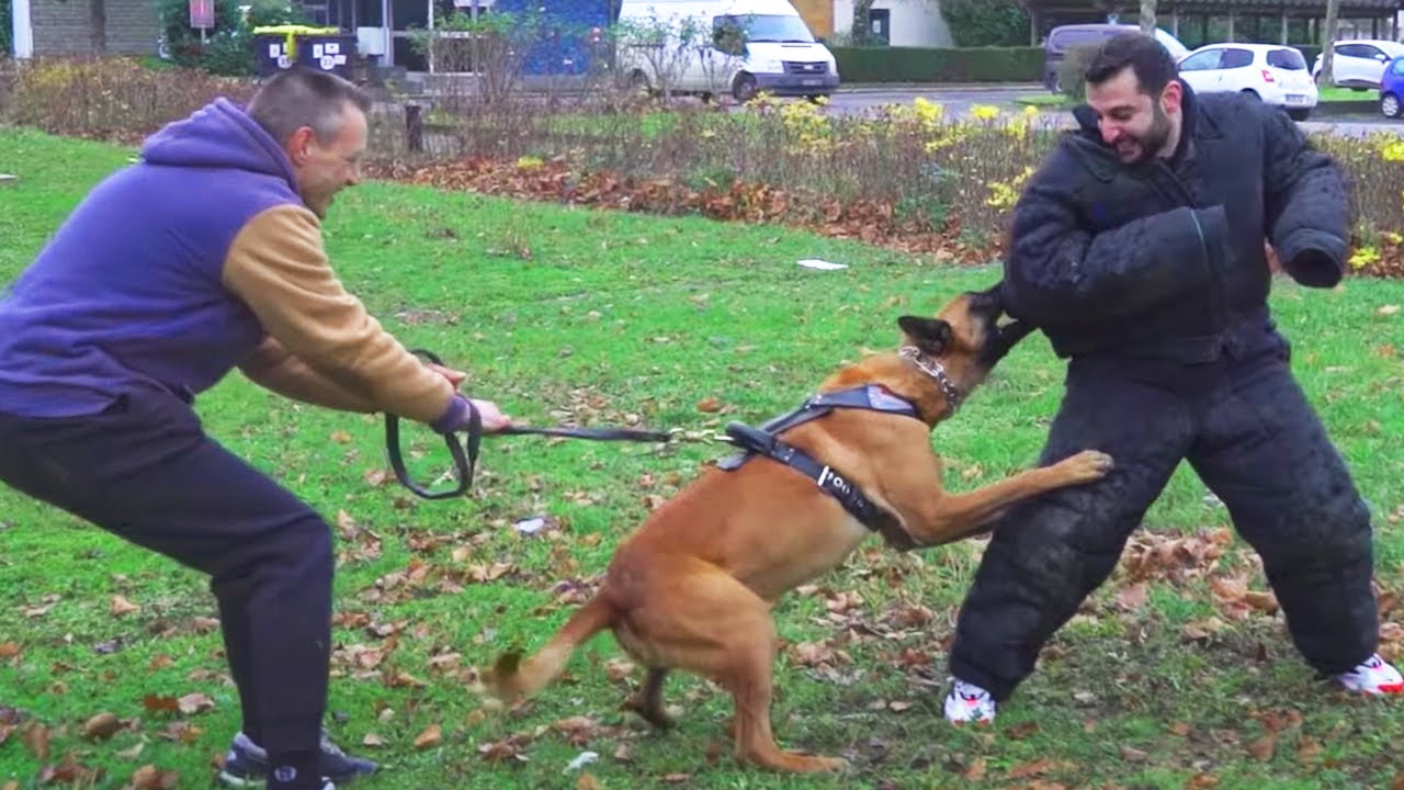 JM se fait attaquer par un chien policier YouTube