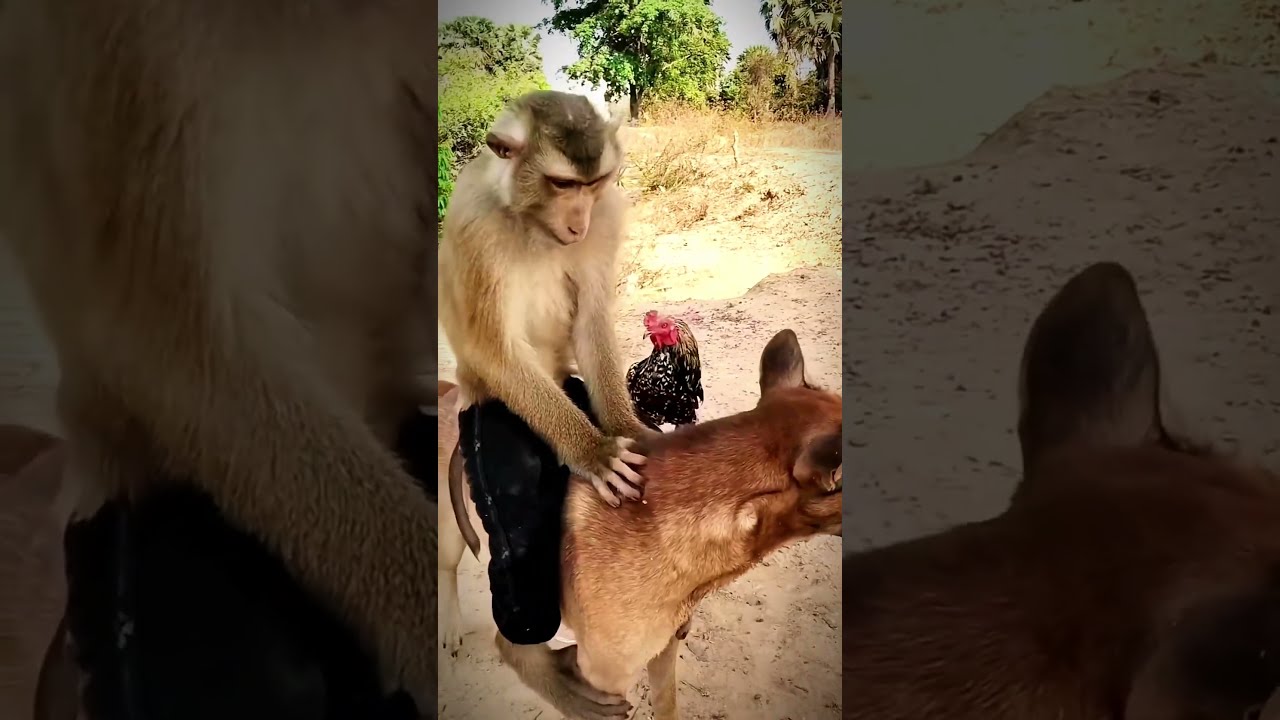 Monkey, Dog, and Chicken: An Animal Soap Opera for the Ages 