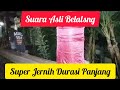 Suara Asli Belalang Durasi Panjang Malam Hari Mp3 - Mp4 Download