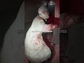Resident Evil Requiem has had its DRM fully cracked #gaming #shorts #residentevil #capcom