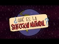 ¿Qué es la Selección Natural? - What is Natural Selection?