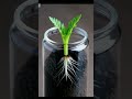 Lavender plant growing from seed to fruit.