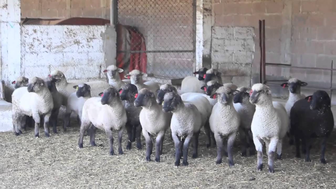 Mexican Sheep YouTube