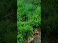 #plants#paddy#naati method of harvesting#ytvideoshort#nature #short#viral#trending#santosh nagekar