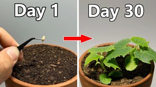 Growing Cucumber From Seed(30 Days Time-lapse)
