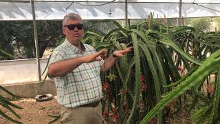 Ejder Pitaya Meyve Bahçesi Kırmızı