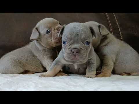 Juno X Rocket Litter