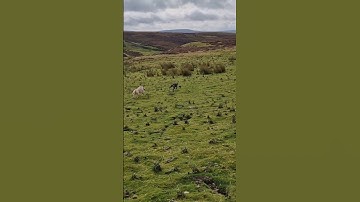 #ferreting #rabbiting #hunting #catchdog #huntinguk #lurcher #workingdog