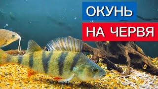 ОКУНЬ ГОРБАЧ ЕСТ ЧЕРВЕЙ?