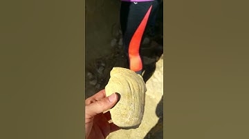 Cast fossil of a clam/bivalve?